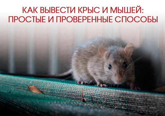 Как вывести крыс и мышей в Селятино: простые и проверенные способы