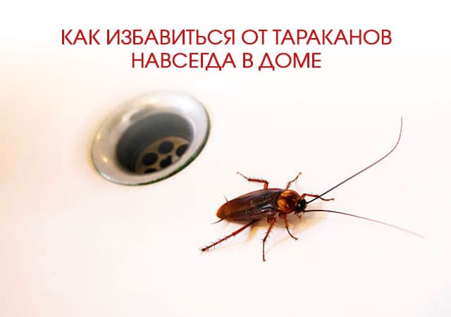 Как избавиться от тараканов в доме в Селятино