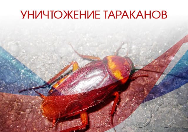 Уничтожение тараканов в Селятино